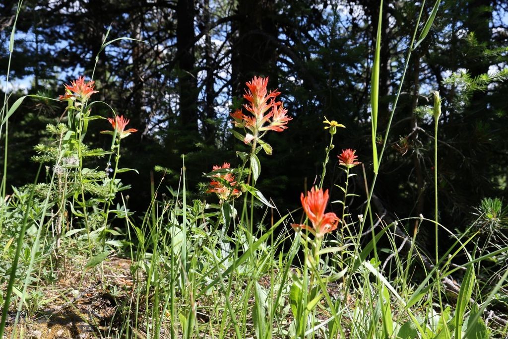 TBD Beehive Basin Road, Big Sky, MT 59716 photo 8