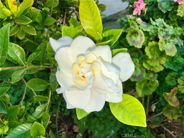 20930 Parthenia Street 216, Canoga Park, CA 91304