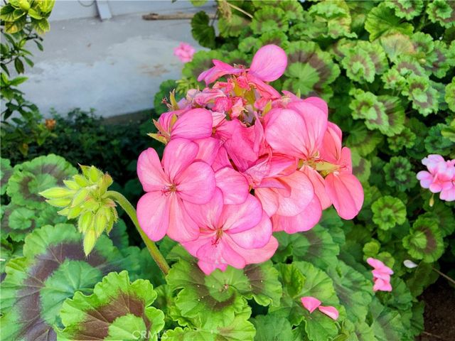 20930 Parthenia Street 216, Canoga Park, CA 91304