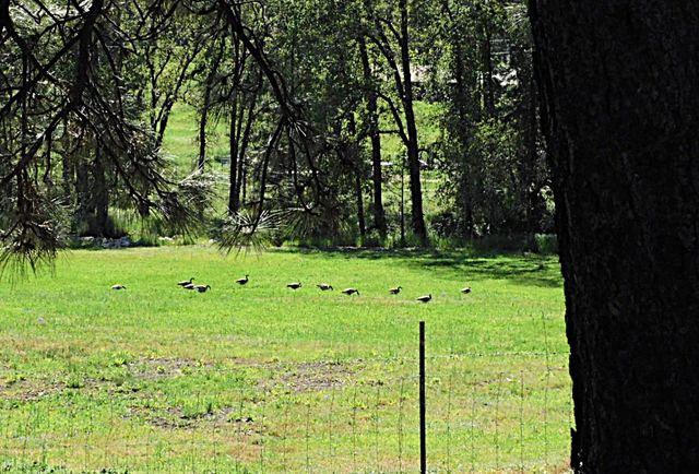 4360 Pleasant Valley Rd, Placerville, CA 95667