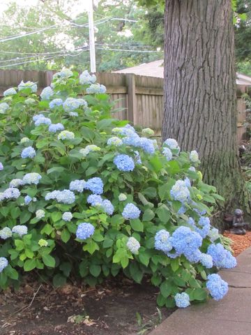 10218 S Prospect Avenue, Chicago, IL 60643