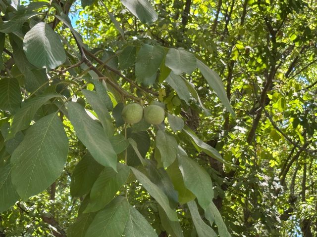 15061 Ave 288, Visalia, CA 93292