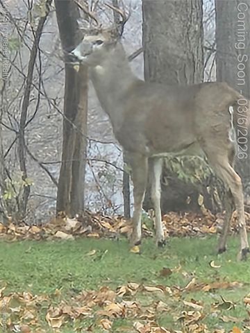 2031 Saint Clair Drive, Highland Charter Township, MI 48357