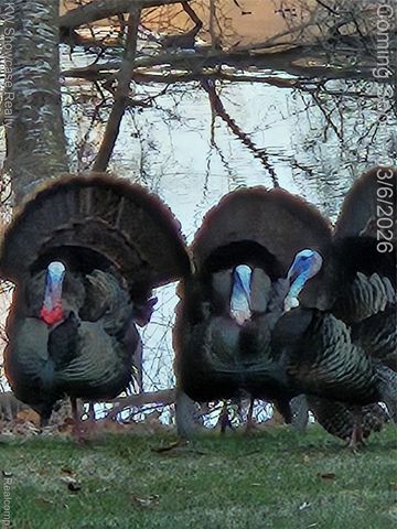 2031 Saint Clair Drive, Highland Charter Township, MI 48357