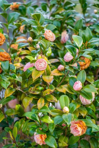 1328 Horseshoe Bend, Mount Pleasant, SC 29464