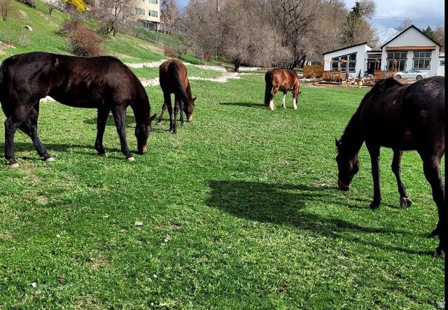 711 E 400 N, Springville, UT 84663