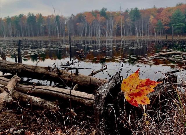 14 Tomasian Drive, Merrimack, NH 03054