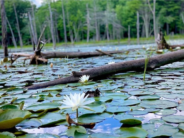 14 Tomasian Drive, Merrimack, NH 03054