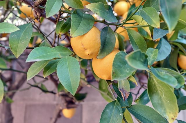 9763 Dartwell Way, Sacramento, CA 95829