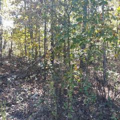 Lot 9 Blk 1 Caithness Caithness Drive, Bella Vista, AR 72715