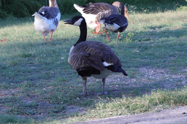 2306 W Huisache, San Antonio, TX 78201