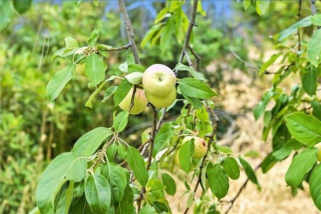 20110 Jerusalem Grade, Lower Lake, CA 95457