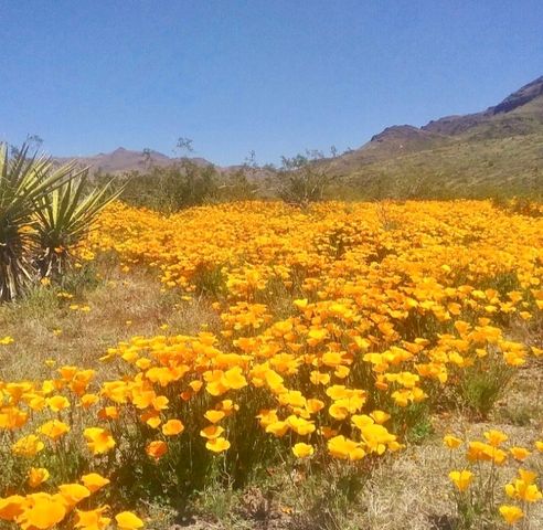 3758 W Redwall Drive, Golden Valley, AZ 86413