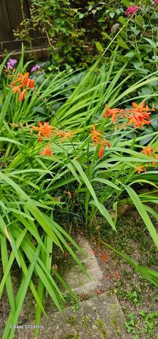 954 Belmont Rd, Manchester, TN 37355