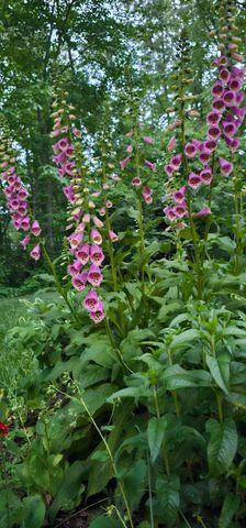 954 Belmont Rd, Manchester, TN 37355