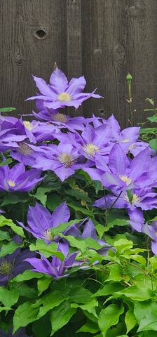 954 Belmont Rd, Manchester, TN 37355