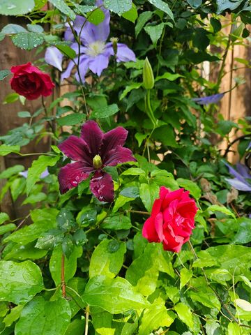 954 Belmont Rd, Manchester, TN 37355