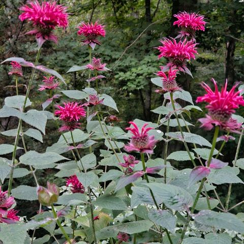 954 Belmont Rd, Manchester, TN 37355