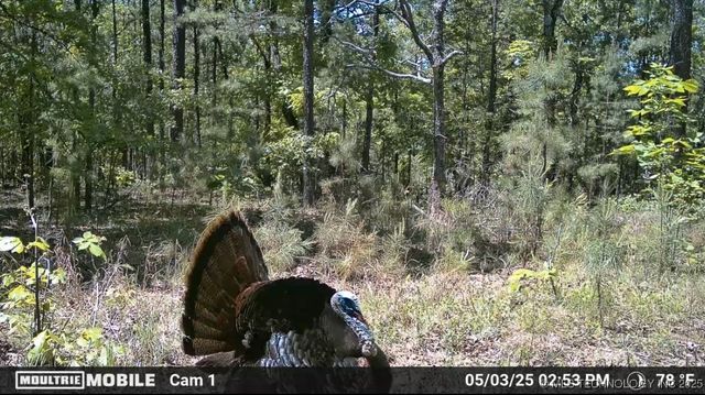 1 Hulsey Prairie, Panola, OK 74559