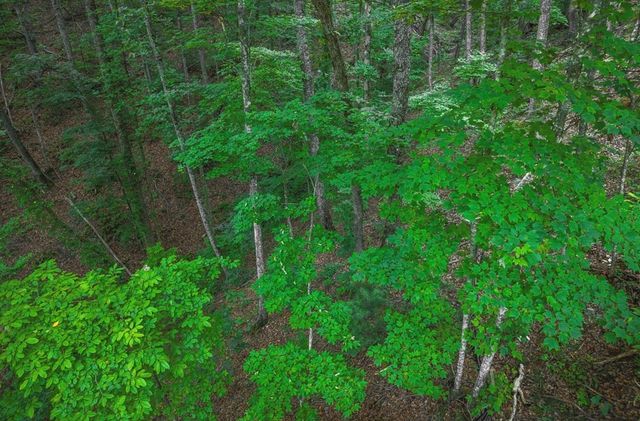 Lt 760 Morton Drive, Ellijay, GA 30540