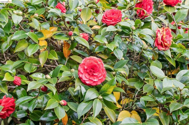 1155 Keeler Ave, Berkeley, CA 94708