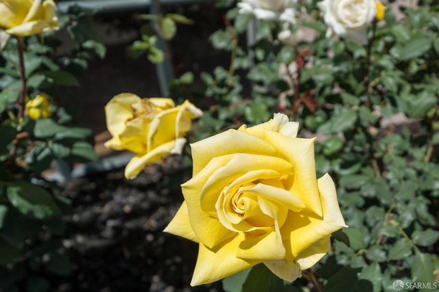 355 Buena Vista E Avenue 605W, San Francisco, CA 94117