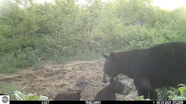 0 Mockingbird Lane, Kalkaska, MI 49646