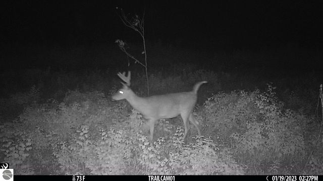 0 Mockingbird Lane, Kalkaska, MI 49646