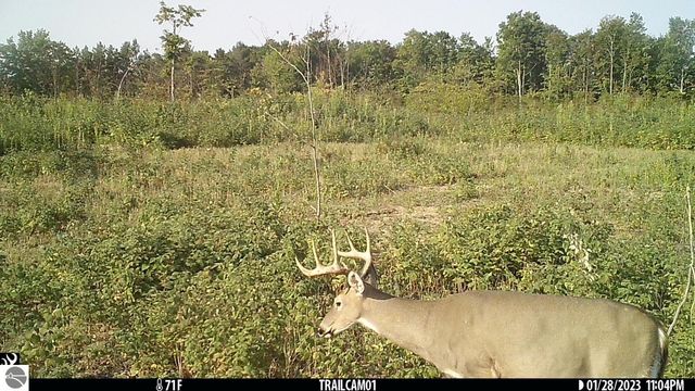 0 Mockingbird Lane, Kalkaska, MI 49646