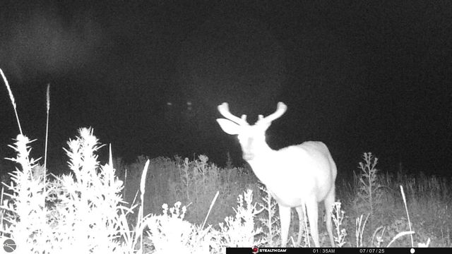 0 Mockingbird Lane, Kalkaska, MI 49646