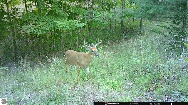 0 Mockingbird Lane, Kalkaska, MI 49646