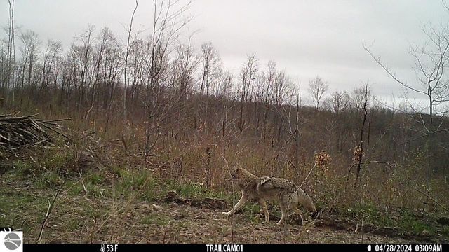 0 Mockingbird Lane, Kalkaska, MI 49646