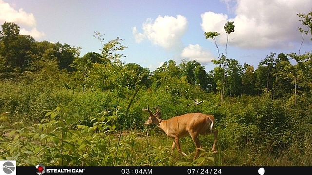 0 Mockingbird Lane, Kalkaska, MI 49646