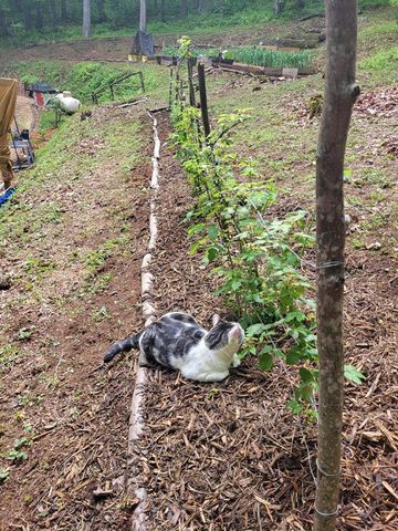 210 Mcdaniel Lane, Suches, GA 30572