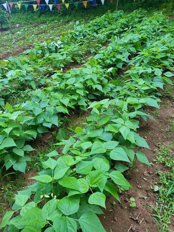 210 Mcdaniel Lane, Suches, GA 30572