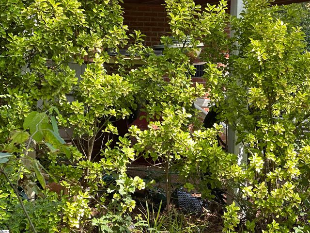 106 Clearmont Court, Easley, SC 29642