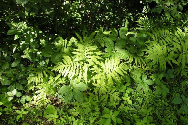 8047 Somerset Road, Woodbury, MN 55125