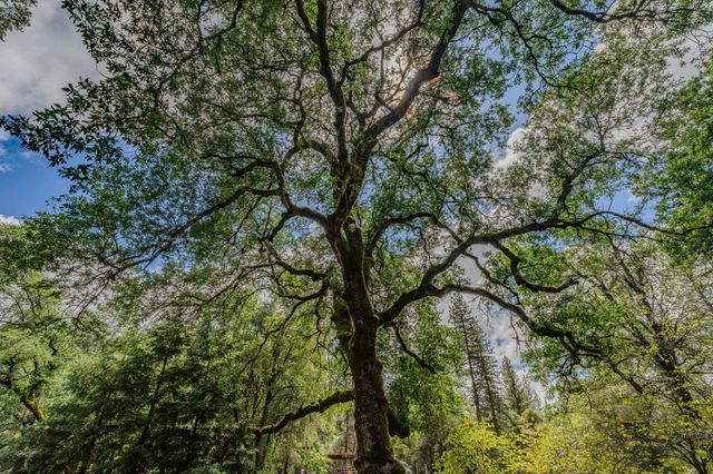 19351 Fiddletown Rd, Fiddletown, CA 95629