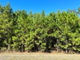 Lot 7, 4.6+-ac D Hodge Rd, Cottonwood, AL 36320