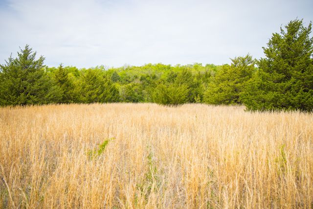 Lot 5 PR 291, Dodd City, TX 75438