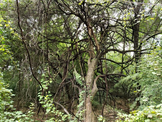 5310 Hidden Court, Garland, TX 75043