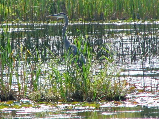 1491 Division Drive, Hartland Township, MI 48353