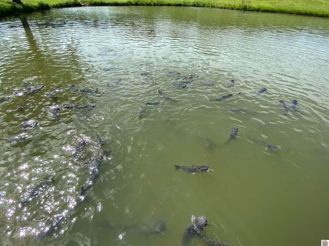 400 Jeff Clements Road, Marion, KY 42064