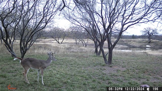 517 County Road 167, Eastland, TX 76448