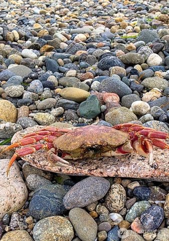 16017 72nd Street SW, Longbranch, WA 98351