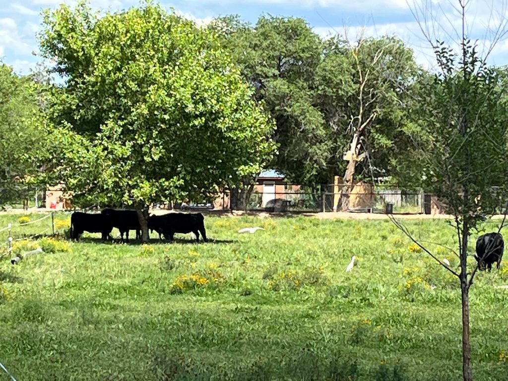 Image 5 of property listing at El Pinon Lane SW, Albuquerque, NM 87105