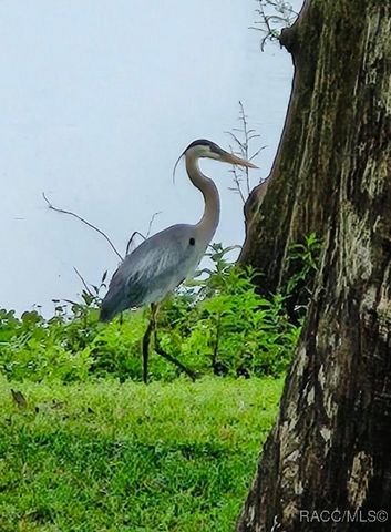 7961 W Riverbend Road, Crystal River, FL 34428