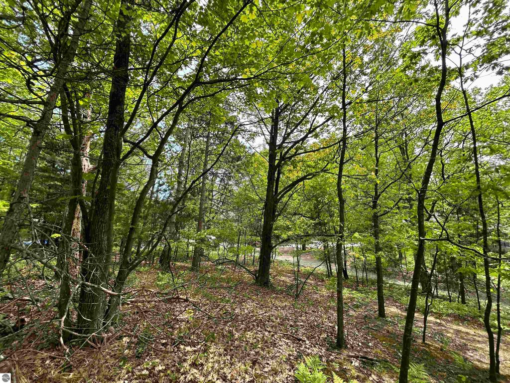 Wooded landscape featuring lush green trees and underbrush on a 1.6-acre lot in Traverse City, Michigan, highlighting the natural surroundings of the custom home listing at 3423 Holiday Ridge Road.