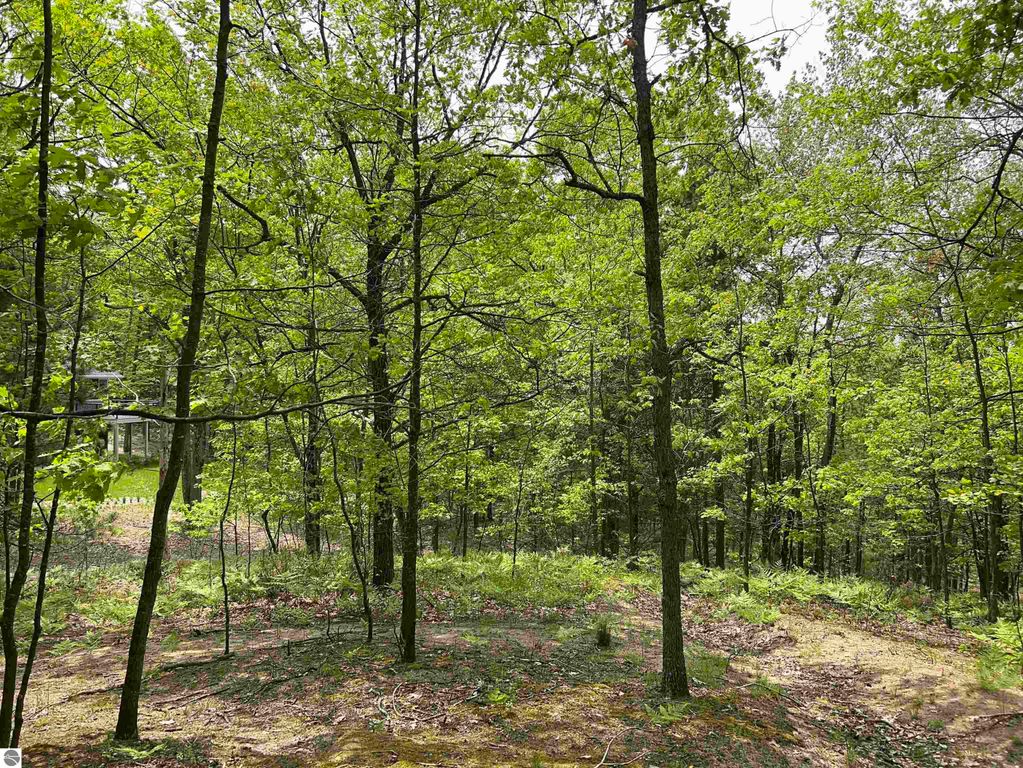 Wooded landscape at 3423 Holiday Ridge Road, Traverse City, MI, showcasing lush greenery, mature trees, and natural surroundings ideal for a custom home on 1.6 acres.