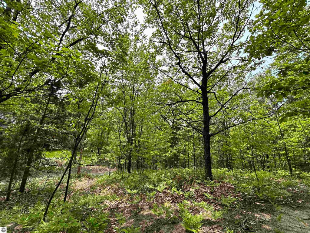Wooded landscape surrounding 3423 Holiday Ridge Road, showcasing lush greenery, tall trees, and ferns, emphasizing the property's 1.6-acre setting in Traverse City, MI, ideal for privacy and outdoor activities.